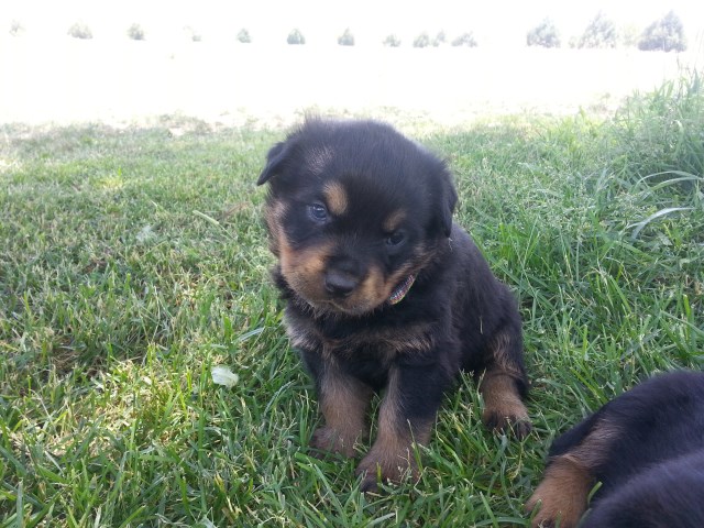 AKC German Rottweiler Puppies - Ready October 6th