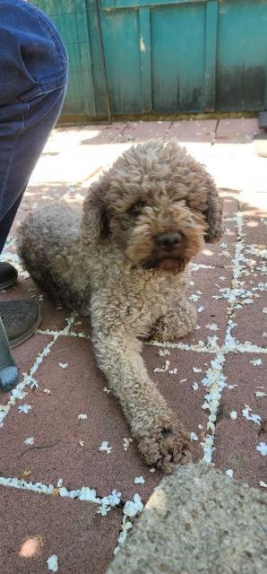 Poodle Standard puppy for sale + 65053