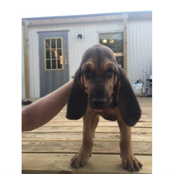 AKC Bloodhounds For Sale!