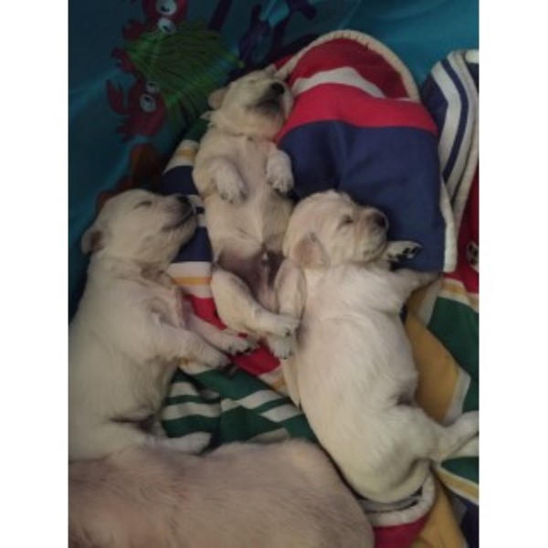 golden retriever massachusetts golden retriever puppies adoption massachusetts photo golden retriever massachusetts golden retriever puppies adoption massachusetts photo