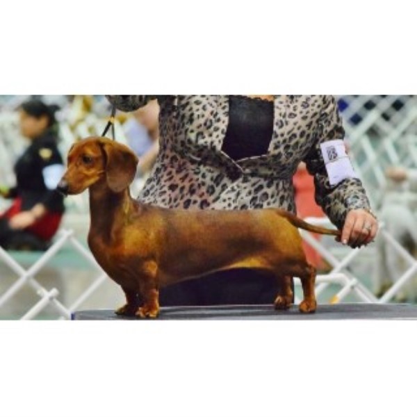 AKC Standard Dachshund Puppies From Show Lines