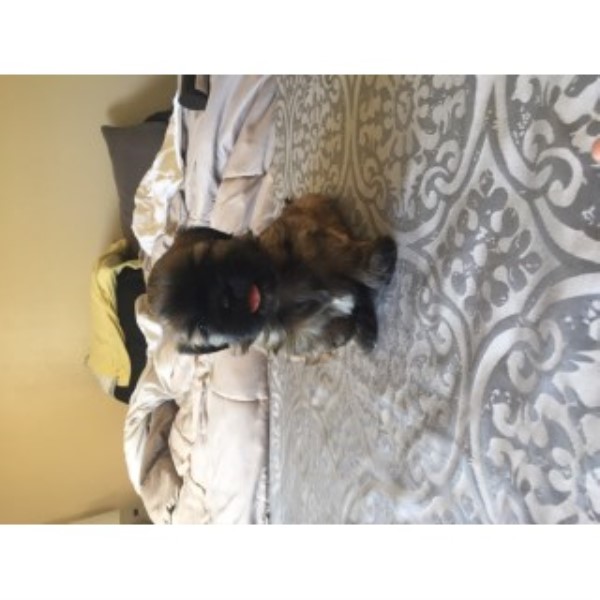 Shih Tzu Puppies Looking For A New Home!
