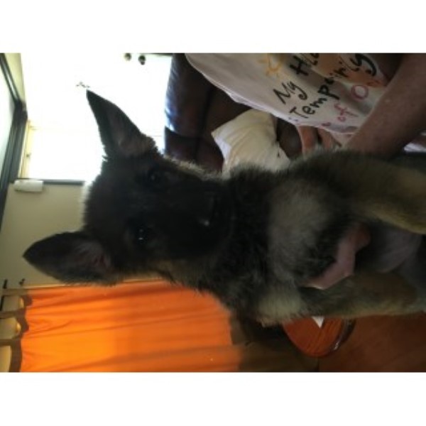 AKC Imported Working Bloodline German Shephard Puppies
