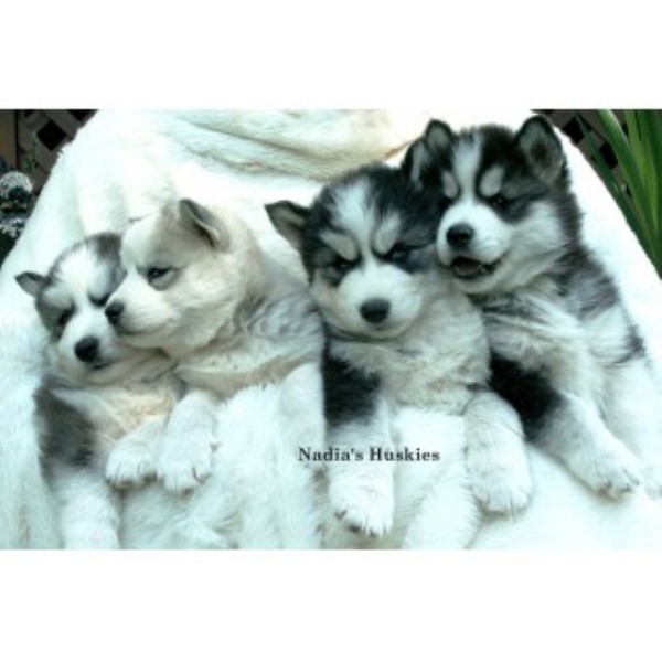 Beautiful AKC Siberian Husky Puppies For Sale!!!