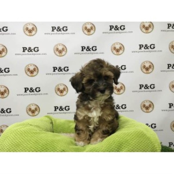 Shih Tzu puppy for sale + 46740