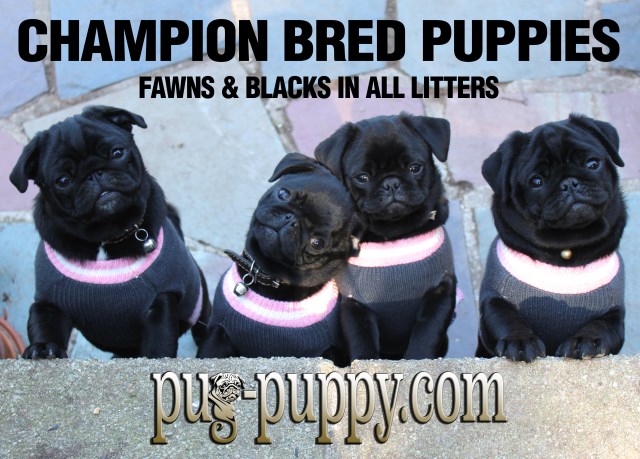 Pug puppy for sale + 53436