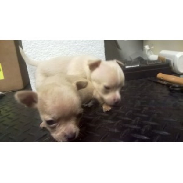 Chihuahua puppy for sale + 45216