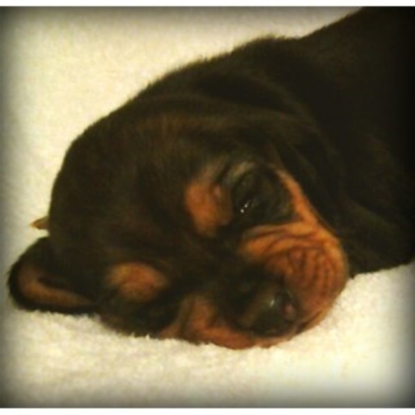 AKC Beagle Puppies Black And Tan With White Chest