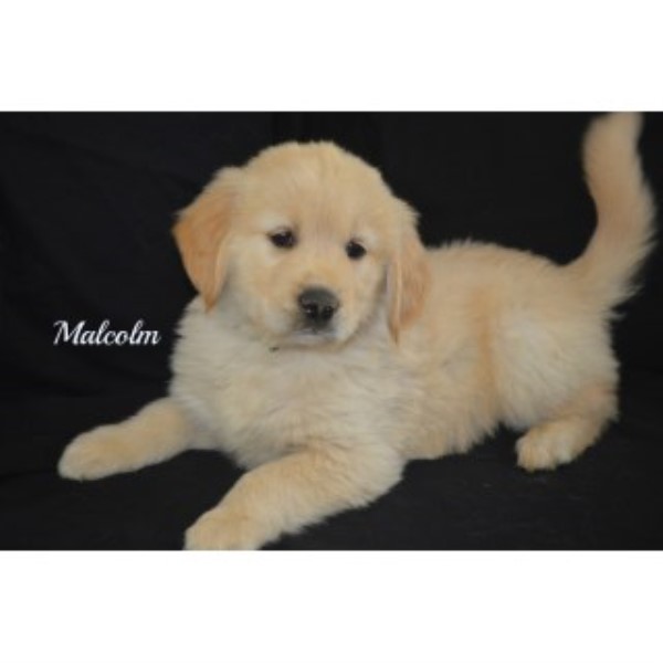 Golden Retriever puppy for sale + 45798