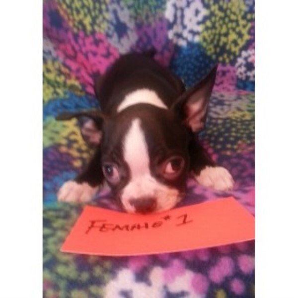 Boston Terrier puppy for sale + 46232