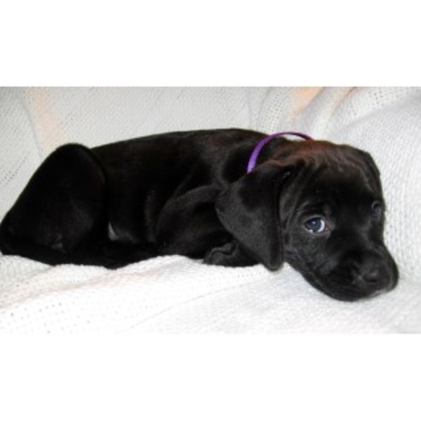 Labrador Retriever puppy for sale + 46771