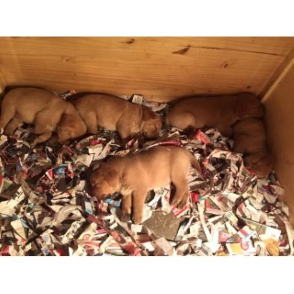 Labrador Retriever puppy for sale + 44307