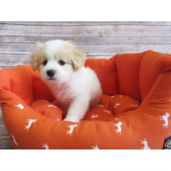 Maltese puppy for sale + 46549