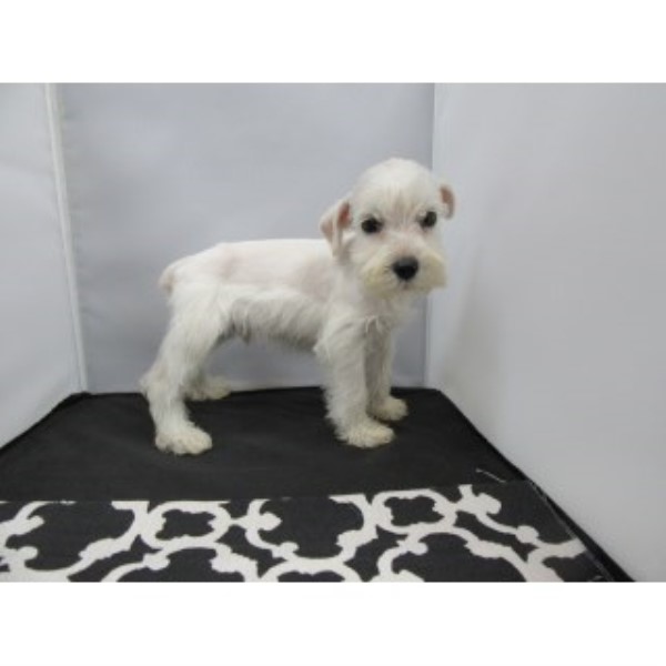 Miniature Schnauzer puppy for sale + 45487
