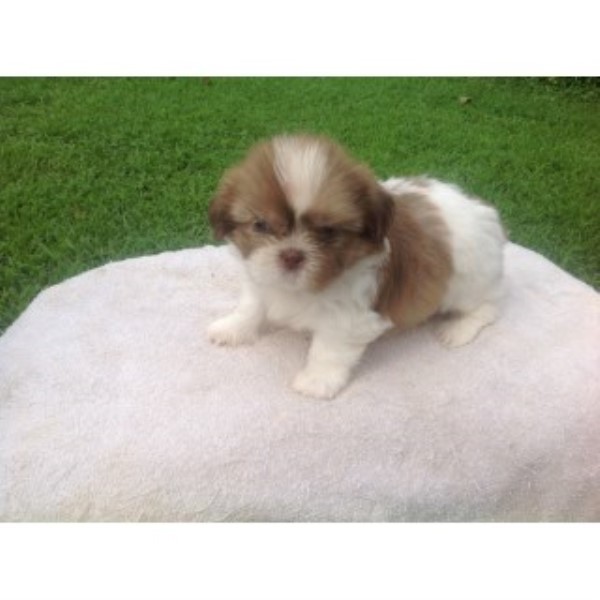 Shih Tzu puppy for sale + 46919