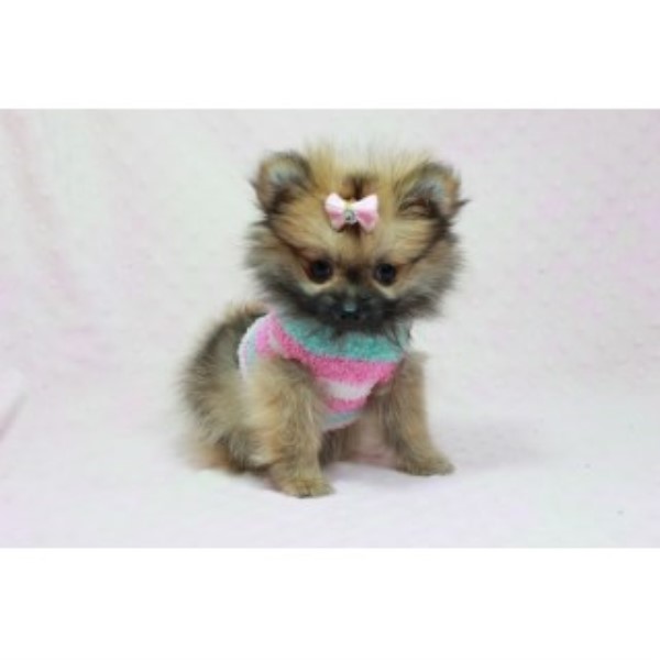 Pomeranian puppy for sale + 46443
