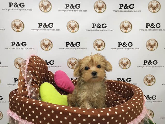 Yorkshire Terrier - Nugget - Male
