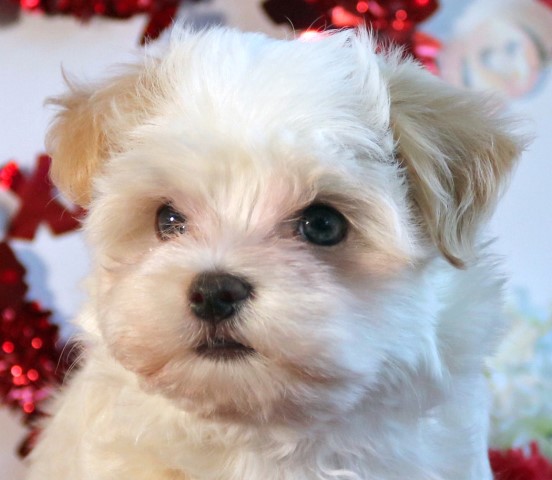 AKC Havanese Buttons.   White Chocolate