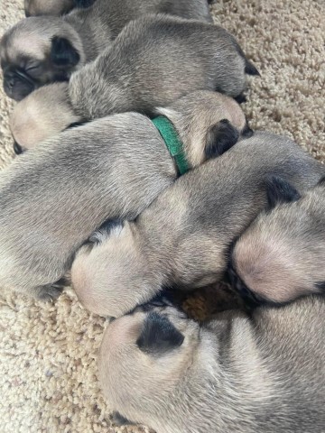 Pug puppy for sale + 63708