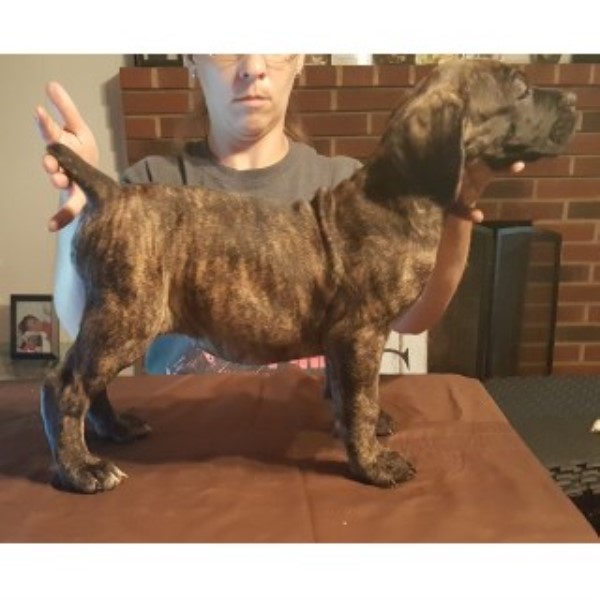 Cane Corso puppy for sale + 46707