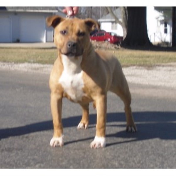 Ukc American Pit Bull Terrier Puppies
