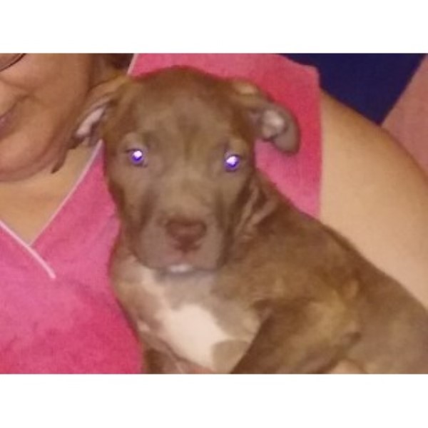 American Pit Bull Terrier puppy for sale + 46079
