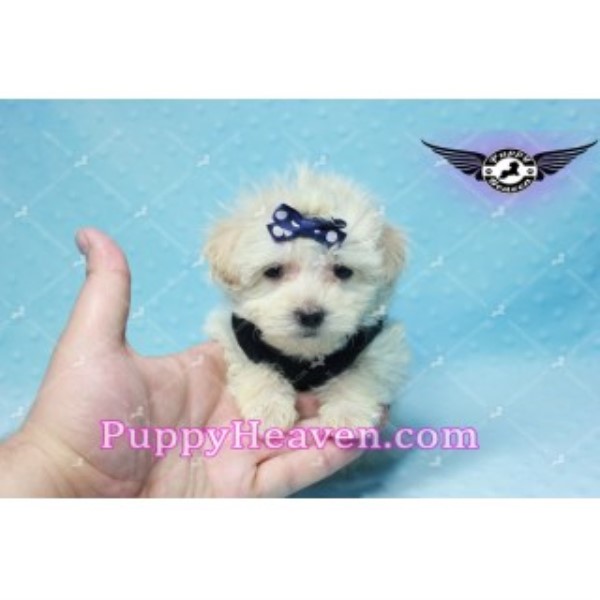 Maltese puppy for sale + 45946