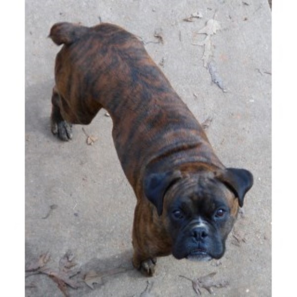 Boxer puppy for sale + 45200