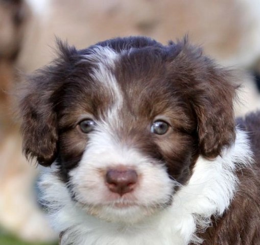 Border Collie puppy for sale + 65227