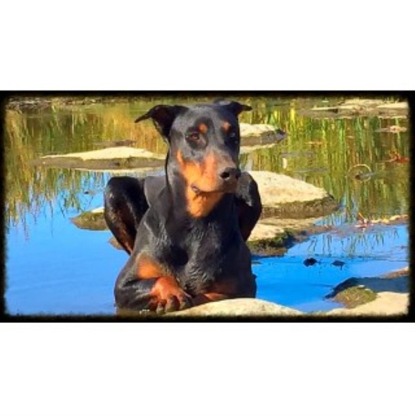 Doberman Pinscher puppy for sale + 44609