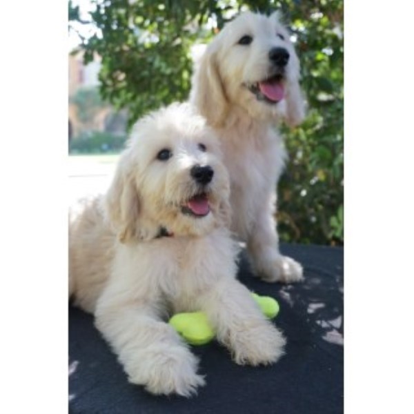 Goldendoodle puppy for sale + 46746