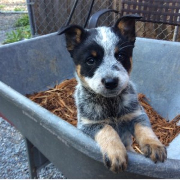 Australian Cattle Dog puppy for sale + 46381