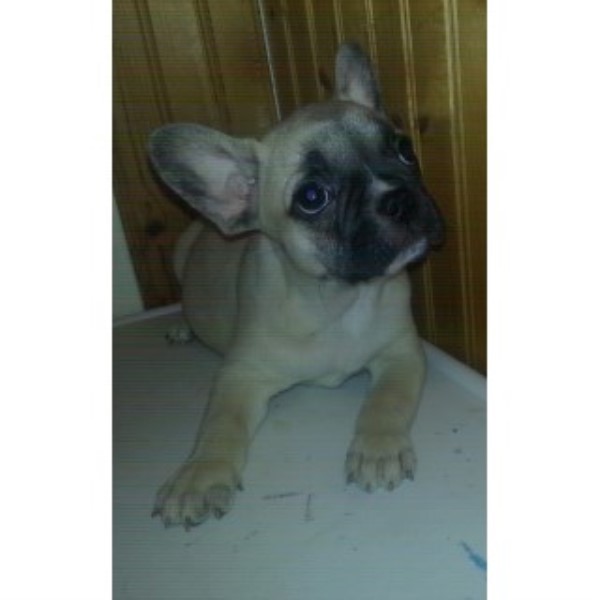 French Bulldog puppy for sale + 46499