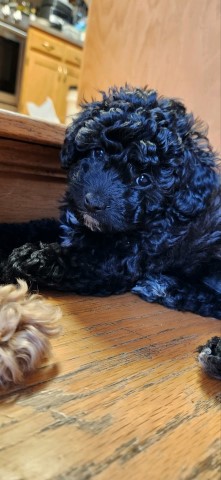 Female Toy Poodle