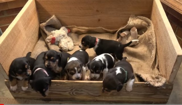 Jackabee (Beagle Jack Russell) Puppies for Sale
