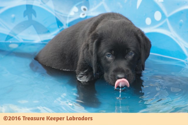 Labrador Retriever puppy for sale + 47091