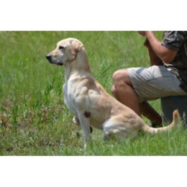 Labrador Retriever puppy for sale + 45210