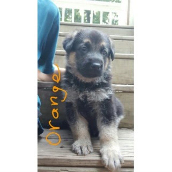 German Shepherd Dog puppy for sale + 46469