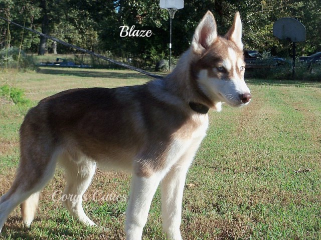 Siberian Husky puppy for sale + 46314