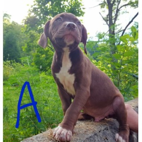 American Pitbull Terrier Adba Ofrn Strain