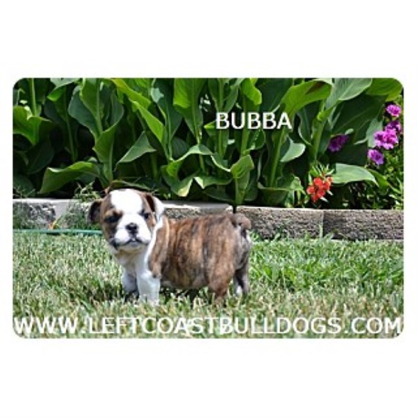 English Bulldog puppy for sale + 45806
