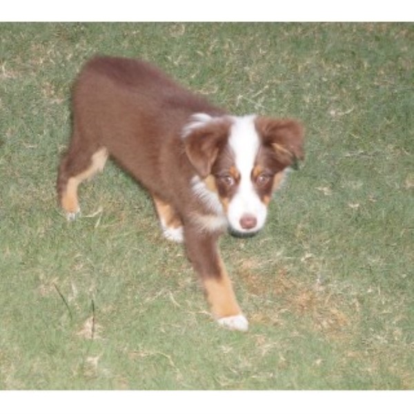 Miniature Australian Shepherd puppy for sale + 46896