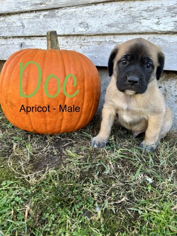 English Mastiff puppies ready for their new homes!