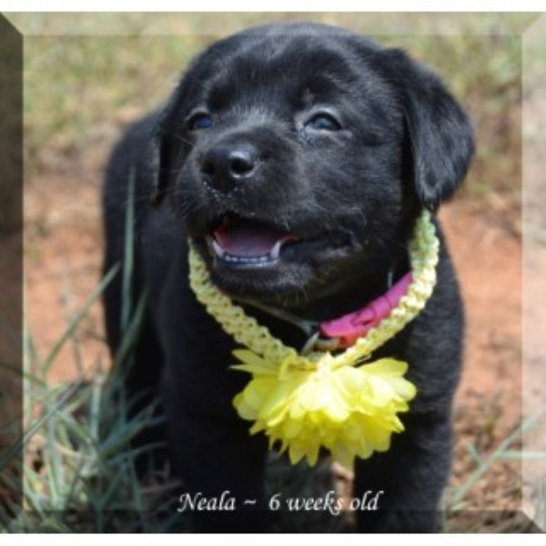 Labrador Retriever puppy for sale + 46307