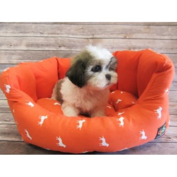 Shih Tzu puppy for sale + 46646