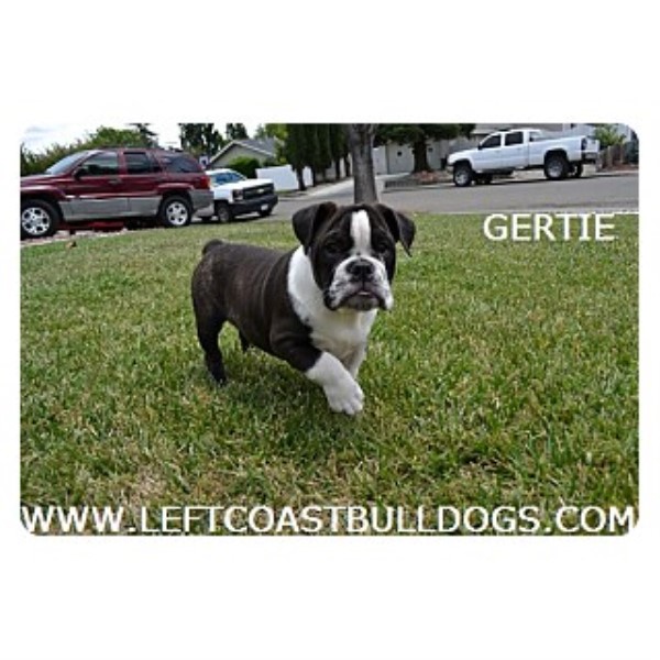 English Bulldog puppy for sale + 46295