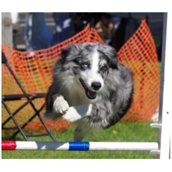 Australian Shepherd Dog puppy for sale + 44178