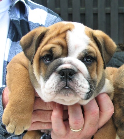 AKC Bulldog Puppy for sale