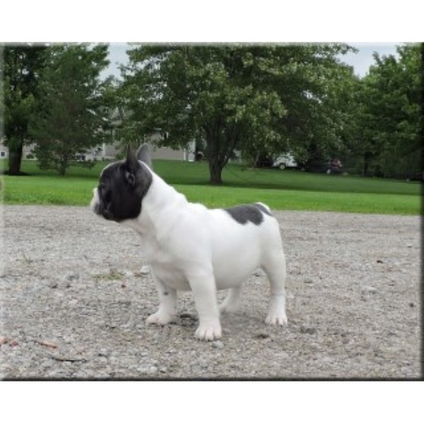 French Bulldog puppy for sale + 46772