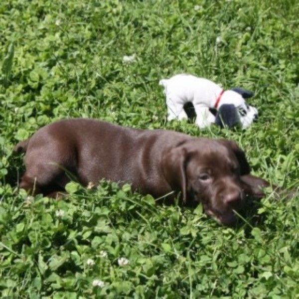 German Shorthaired Pointer puppy for sale + 46044